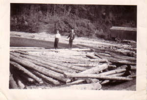 Point Wolfe Logging 